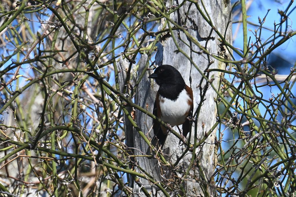 2025-04286669 Parker River  NWR, MA.JPG - Eastern Towhee. Parker River National Wildlife Refuge, MA, 4-28-2025